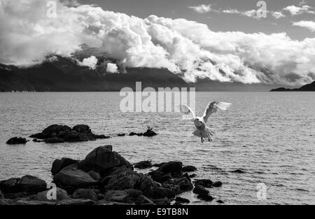 Möwe im Flug über das Wasser des südöstlichen Alaska mit Wolken in der Ferne in schwarz und weiß. Stockfoto