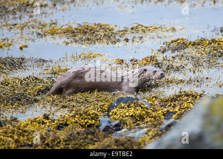 Sea Otter Lutra Lutra, fleischfressende Säugetier semi-aquatischen, Jagd nach Nahrung seitlich Loch auf Isle of Mull in den Inneren Hebriden Stockfoto