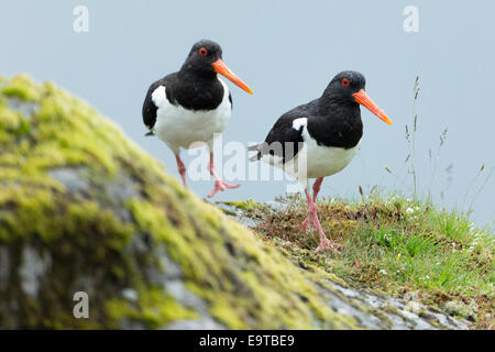 Paar Austernfischer Haematopus Ostralegus, schwarz-weißen Austernfischer Watvögel mit langen orangen Schnabel (Rechnungen) zu Fuß Stockfoto