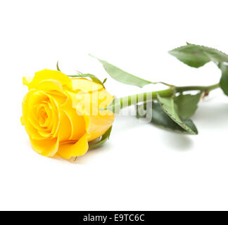 einzelne gelbe rose Blume isoliert auf weiss Stockfoto