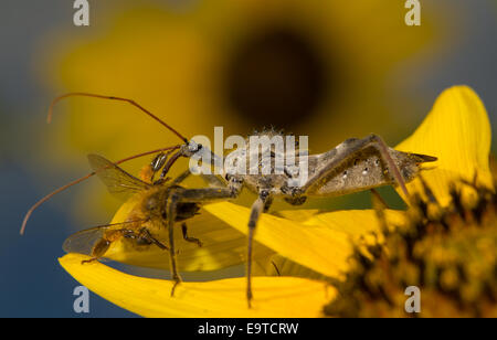 Wheelbug, Arilus Cristatus, auf eine Sonnenblume mit Beute, Essen eine kleine Biene Stockfoto