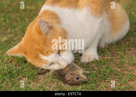 Nahaufnahme einer Katze eine Maus Gras essen Stockfoto