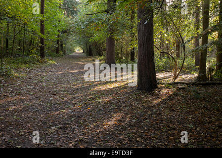 Weg durch Buche Bäume in einem englischen Waldgebiet im Herbst Stockfoto
