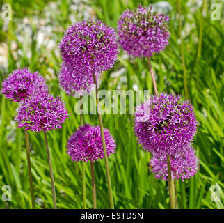 Gruppe lila / lila kugelige Blüten von Allium Giganteum, Riesen Zwiebel vor Hintergrund der Smaragdgrün verlässt Stockfoto