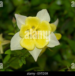 Spektakuläre Aquilegia / Columbine Blume mit Zitronengelb äußeren Blütenblätter & Inneren eine gegen dunkelgrünen Hintergrund hell gelb Stockfoto