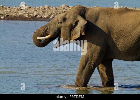 Tusker, Trinkwasser aus dem Fluss Ramganga, Corbett-Nationalpark, Indien. Stockfoto