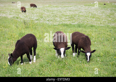 Schafherde, Ovis Aries, wahrscheinlich Balwen oder Zwartbles Rasse, grasen auf der Wiese auf Isle of Iona in den Inneren Hebriden und übergehende Stockfoto