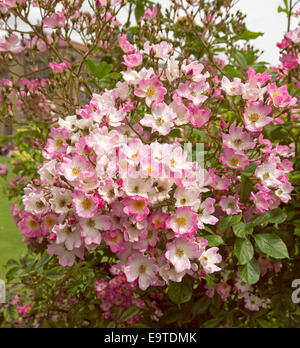 Fülle von blassrosa Kletterrosen mit dunkler rosa Rändern und grüne Blätter im englischen Cottage Garten Stockfoto