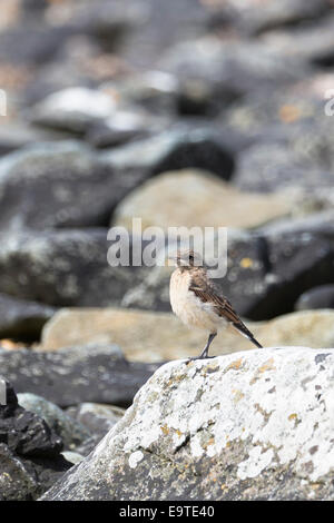 Juvenile Rock Pieper, Anthus Petrosus, eine Küstenlinie Vogel auf Isle of Mull in der Inneren Hebriden und Western Isles, Schottland Stockfoto