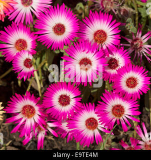 Nahaufnahme der Gruppe der spektakuläre leuchtend rosa & weiße Blüten, Livingstone Gänseblümchen - Cleretum bellidiforme Stockfoto