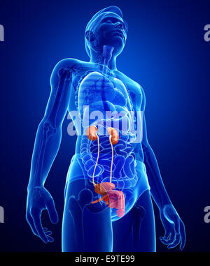 Darstellung der männlichen Harnwege Stockfoto