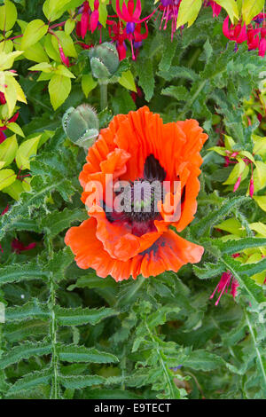 Große lebendige Blume orange und grüne Blätter und Knospen der orientalische Mohn, Papaver Orientale, eine spektakuläre jährliche Gartenpflanze Stockfoto