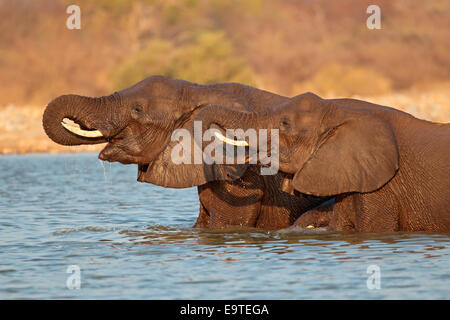 Afrikanische Elefanten (Loxodonta Africana) stehen im Wasser, Etosha Nationalpark, Namibia Stockfoto