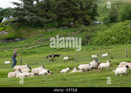 Bauer mit arbeiten Schäferhunde Aufrundung Schafherde auf der Isle of Mull, die Inneren Hebriden und Western Isles in Westküste Stockfoto