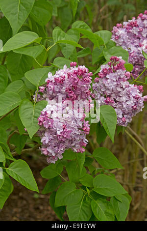 Große und spektakuläre Clustern von pink / lila Blumen und Smaragd grünes Herz geformten Blätter des Baumes Flieder, Syringa vulgaris Stockfoto