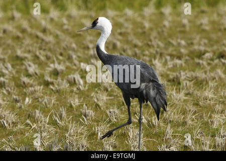 Mit Kapuze Kran Arasaki Japan Stockfoto