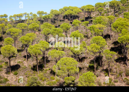 Wald aus Stein oder Schirm-Pinien, Pinus Pinea, in Rio Tinto River Tal, Minas de Riotinto, Huelva, Spanien Stockfoto