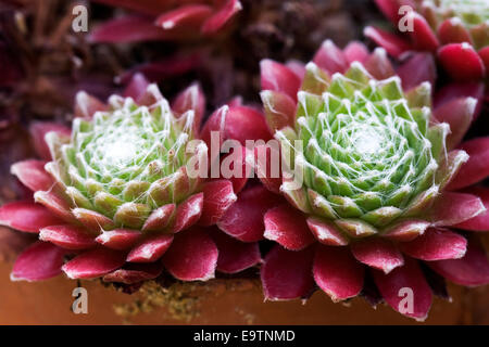 Sempervivum ' Versuchsprogramms. Hauslauch verlässt. Stockfoto