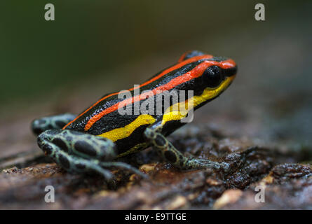Ein Pfeilgiftfrosch (Ranitomeya Uakari) im Amazonas-Regenwald Peru. Stockfoto