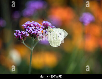 Kohl weiß Schmetterling Stockfoto