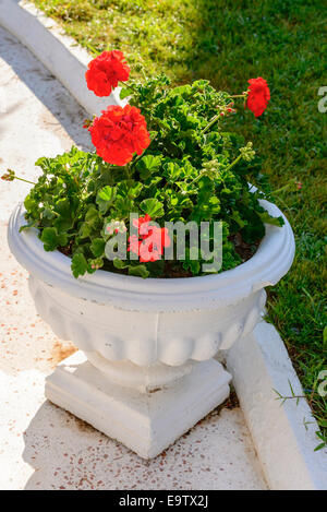 Rote Geranien in Töpfen im Garten Stockfoto