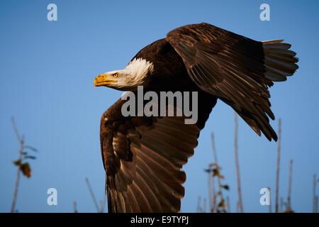 Verzweigt sich niedrig fliegenden Weißkopfseeadler vor einem blauen Himmel im Hintergrund Stockfoto