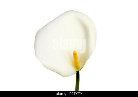 Arum oder Zantedeschia, Calla Lilie Blume isoliert gegen weiß Stockfoto