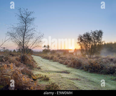 Sonnenaufgang über ein Tau bedeckt grasbewachsenen Fußweg auf offene Heidelandschaft. Stockfoto