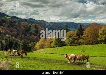 Herbst im Naturpark Thal, Jura-Gebirge, Schweiz. Stockfoto