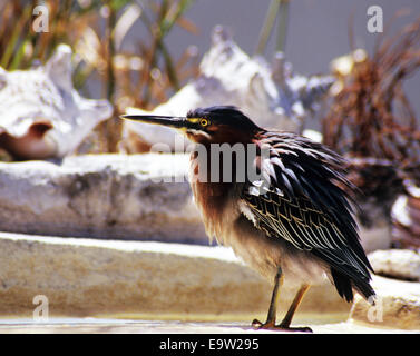 Grüne Heron. Butorides Virescens) kleine Heron aus Nord- und Mittelamerika. Oft als "Grüne unterstützt Heron" Stockfoto