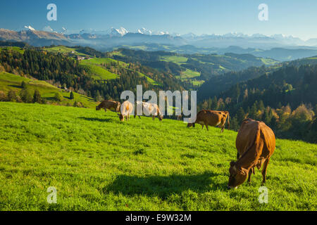 Herbstnachmittag im Emmental regioin, Kanton Bern, Schweiz. Stockfoto