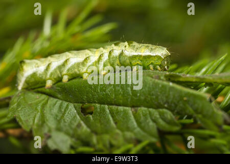 Die Buterfly Raupe Stockfoto