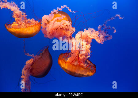 Brennnessel Quallen (Chrysaora SP.), Sea Jelly spektakuläre, Ocean Park, Hong Kong, Stockfoto