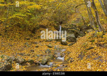 Kleiner Bach im Herbst Wald Stockfoto