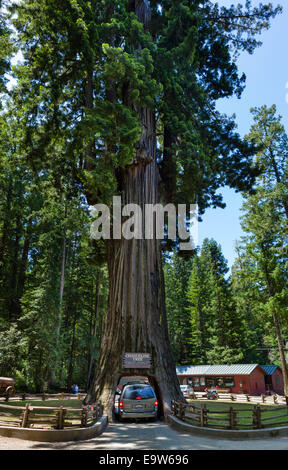 Van, die Fahrt durch die 2400 Jahre alte Kronleuchter Drive-in-Redwood-Baum in Leggett, Mendocino County, Kalifornien, USA Stockfoto