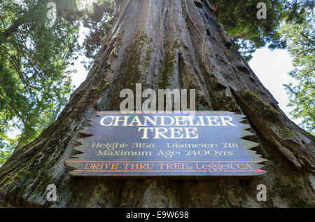 Die 2400 Jahre alte Kronleuchter Drive-in-Redwood-Baum in Leggett, Mendocino County, Kalifornien, USA Stockfoto