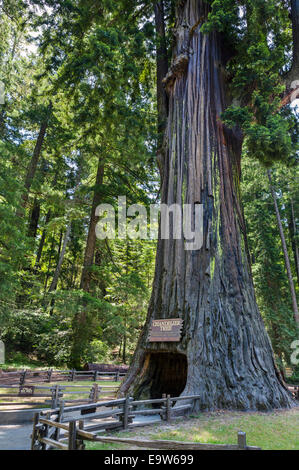 Die 2400 Jahre alte Kronleuchter Drive-in-Redwood-Baum in Leggett, Mendocino County, Kalifornien, USA Stockfoto