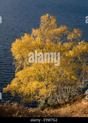 Sonnendurchflutete helle gelbe Blätter von Silber Birke im Herbst mit See Ullswater Ullswater hinaus, auf dem Weg, Lake District, Cumbria, England Stockfoto