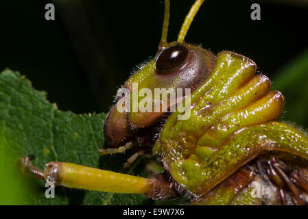 Nahaufnahme des Kopfes einer Collared Lümmel Heuschrecke Stockfoto