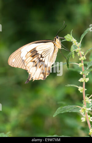 Eine afrikanische Schwalbenschwanz Schmetterling Fütterung Stockfoto