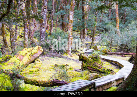 Boardwalk Holzrost Spazierweg durch Cradle Mountain Lake St. Clair national Park, dieser Weg führt zu Kiefer Bleistift fällt, Tasmanien Stockfoto