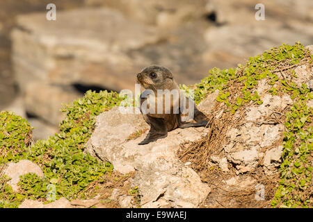 Stock Foto von New Zealand Fur Seal Pup sitzen am Ufer auf Kangaroo Island, Australien. Stockfoto