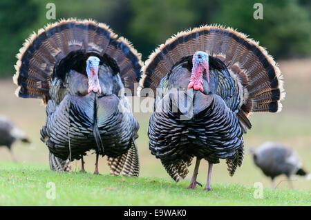 Paar wilder Truthahn (Meleagris Gallopavo) im Frühjahr, Western Montana anzeigen Stockfoto