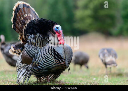 Ein männlicher wilder Truthahn (Meleagris Gallopavo), westliche Montana Stockfoto