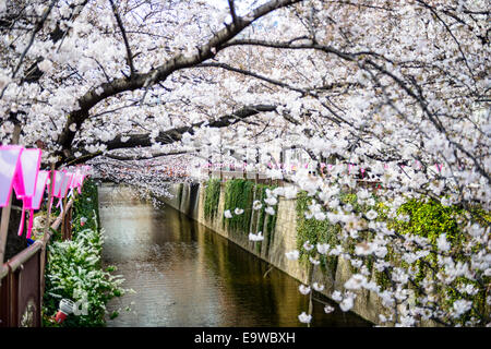 Tokyo, Japan am Meguro Kanal während des Frühlingsfestes Kirschblüte. Stockfoto