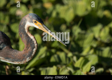 Detailansicht einer dreifarbigen Heron - Egretta tricolor Stockfoto