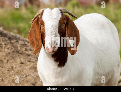 Eine braune und weiße doe Boer Ziege. Stockfoto