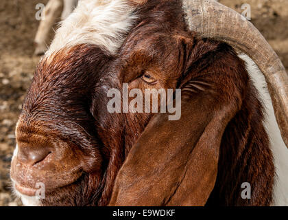 Nahaufnahme des Kopfes eines Dollars Boer Ziege.  Er ist braun und weiß. Stockfoto