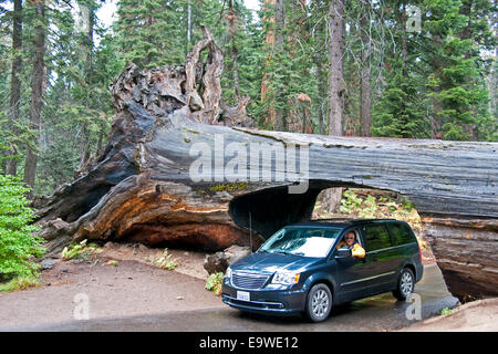 Sequoia National Park, Auto fahren durch Tunnel Log. Stockfoto