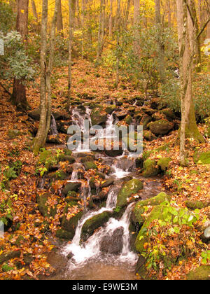 Stream im Herbst im Great Smoky Mountains National Park. Stockfoto